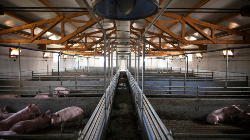 La M&eacute;tropole de Lyon investit 50 000 euros pour sauver l&rsquo;abattoir de Saint-Romain-de-Popey