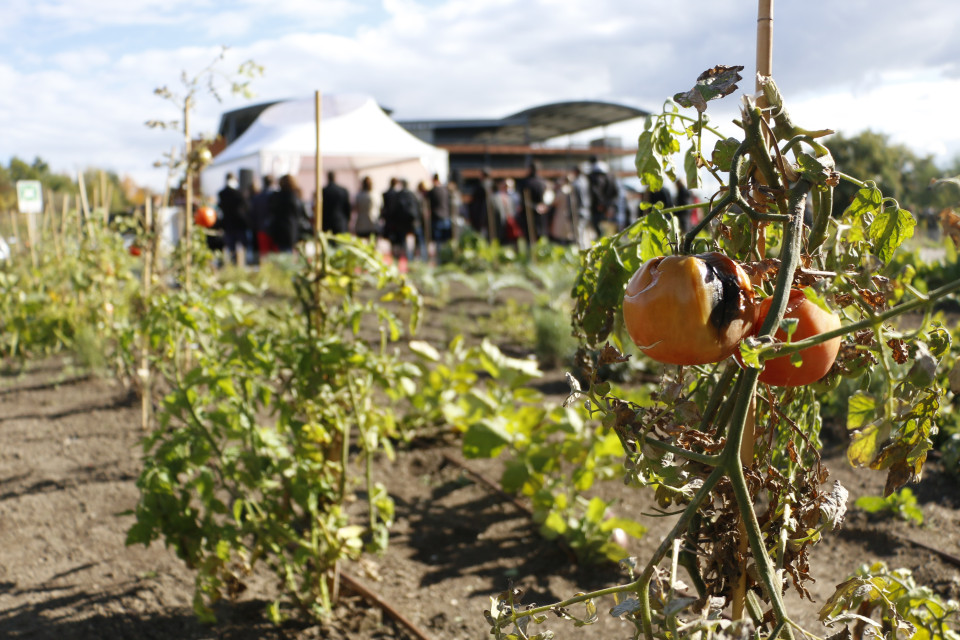 Des fruits et légumes anciens venus tout droit de Russie cultivés près de Lyon