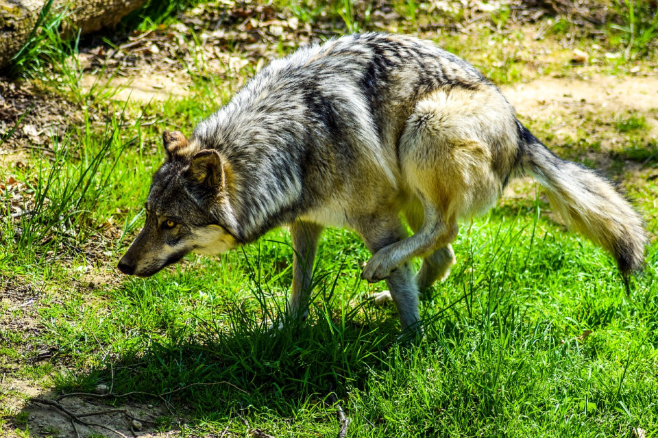 Safari de Peaugres : un groupe anarchiste prétend être à l’origine de l’incendie