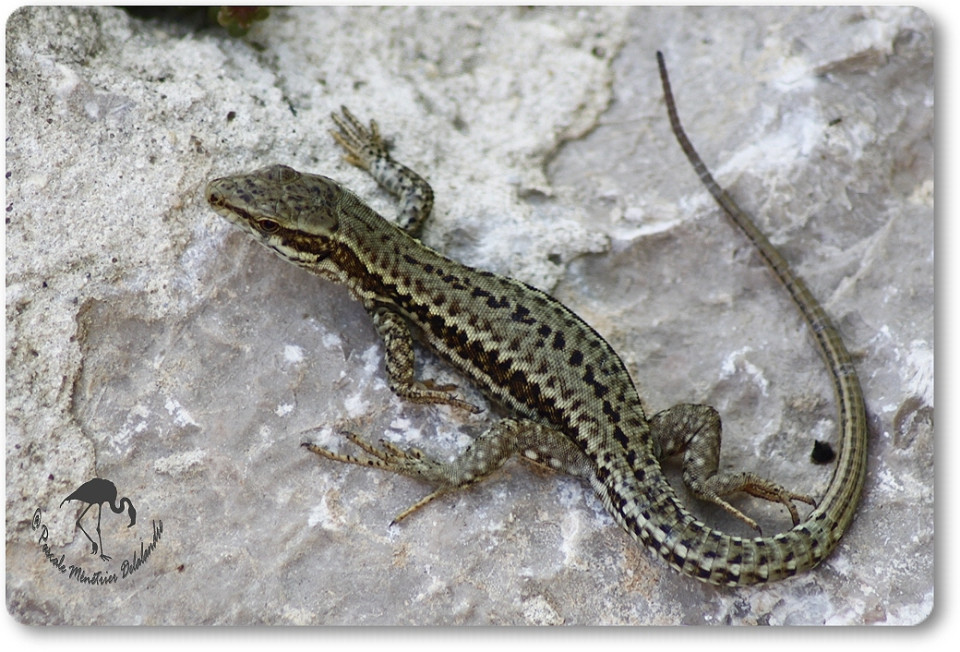 Grand Stade : 400 l&eacute;zards r&eacute;cup&eacute;r&eacute;s et sauv&eacute;s sur le chantier de D&eacute;cines