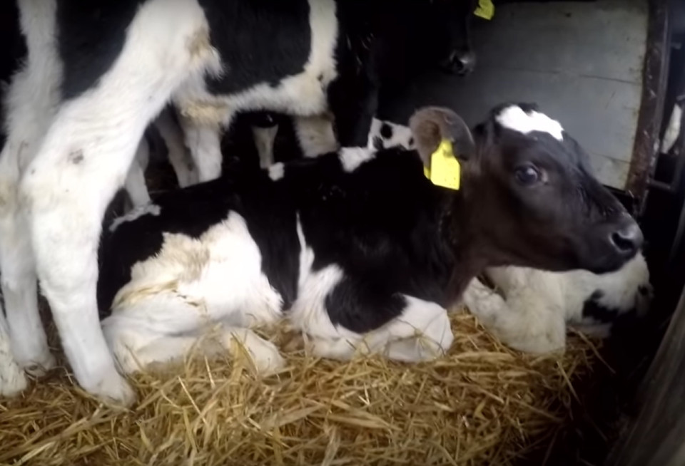 Les Lyonnais de L214 dénoncent les longs transports d’animaux vivants