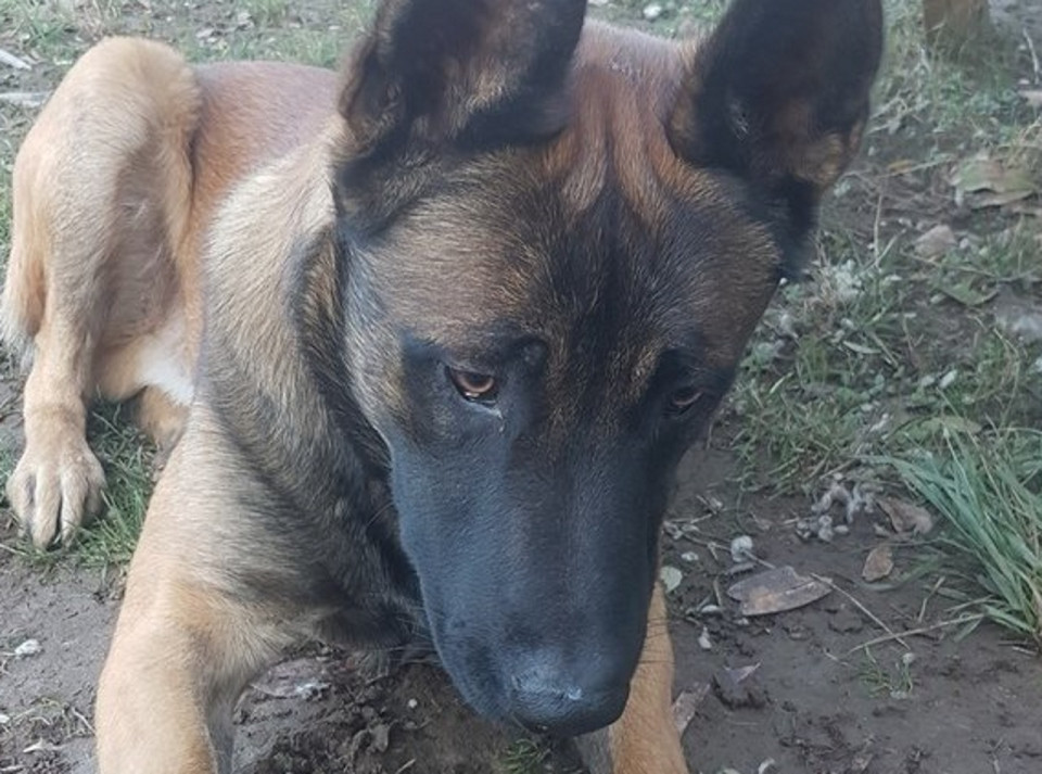 Meyzieu : il égorge le chien de ses voisins pour se "défendre"