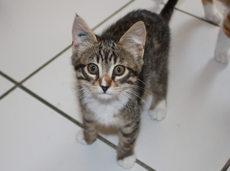 Rhône : la conductrice d’un bus TCL sauve la vie d’un chaton