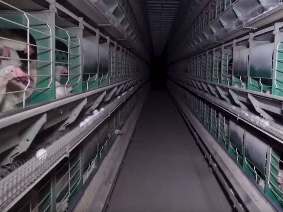 L'association lyonnaise L214 montre à nouveau l'horreur dans un poulailler auvergnat