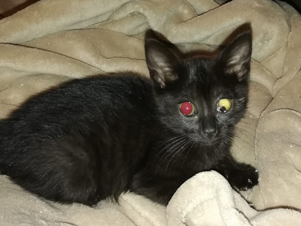 Rhône : un chaton retrouvé blessé et criblé de plombs