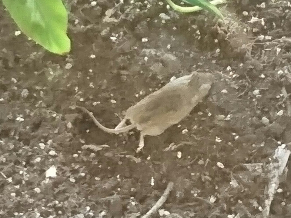 Des souris ont élu domicile dans une école de Villeurbanne