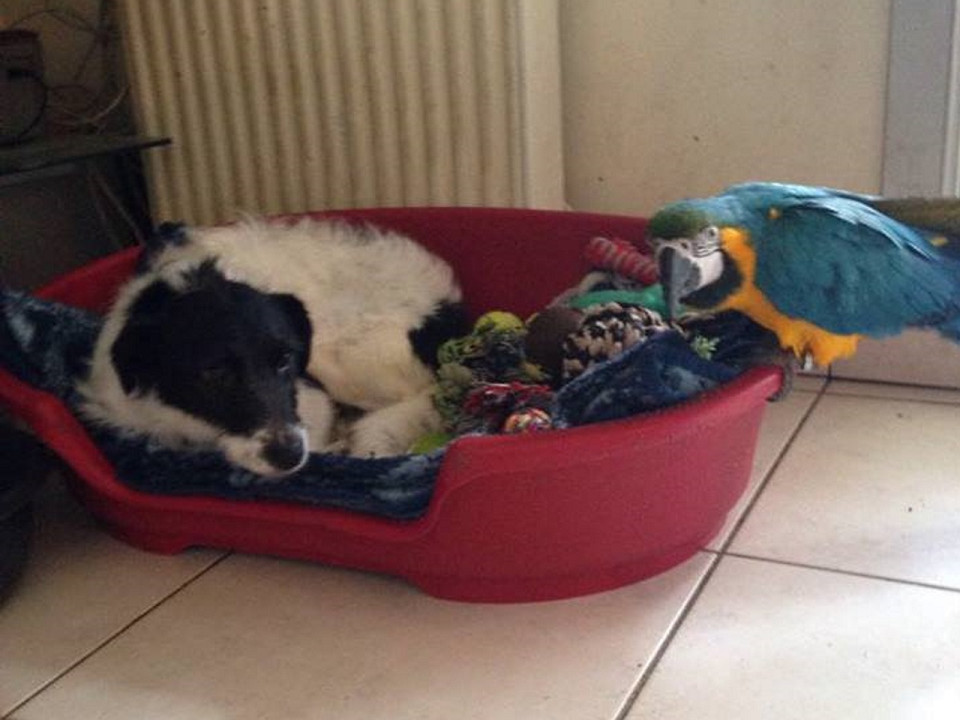 Bron : sauvetage d'une chienne attach&eacute;e &agrave; un radiateur et laiss&eacute;e durant les vacances