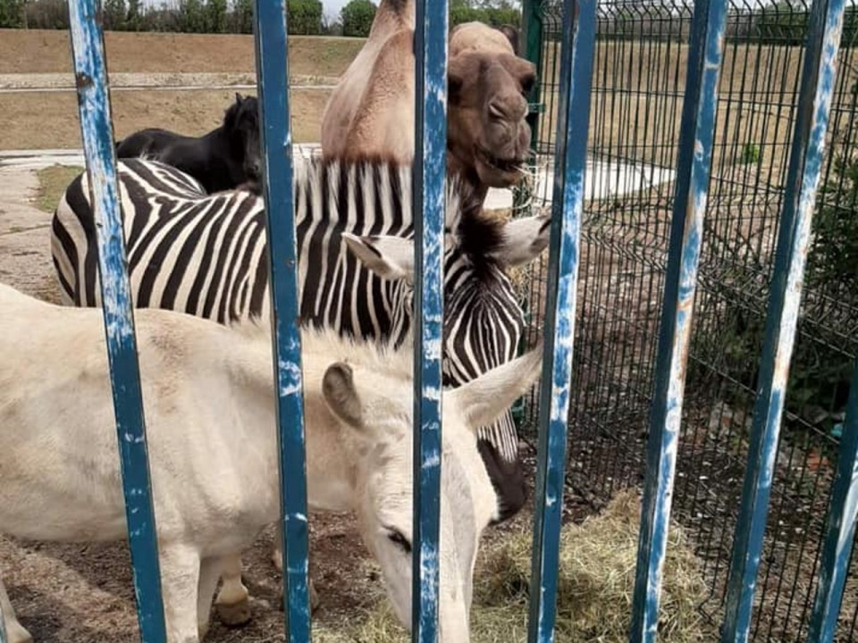 Zèbres et dromadaires parqués près de Lyon : les animaux vont quitter les lieux