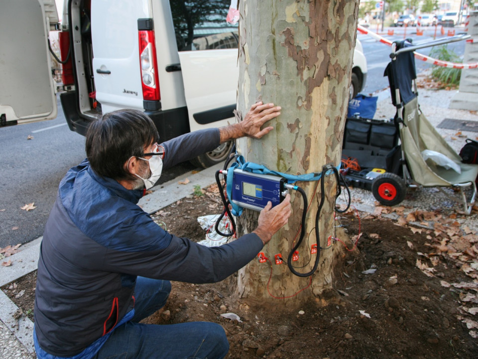 Lyon : victimes d'un champignon, quatre arbres vont être abattus