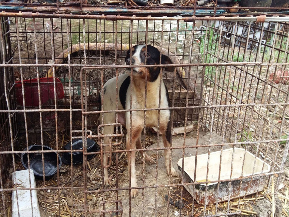 La SPA de Lyon lance un appel à la solidarité pour aider les chiens sauvés à Givors