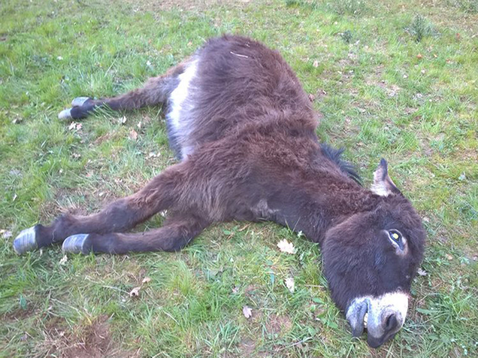 Un âne abattu au calibre 22 près de Lyon