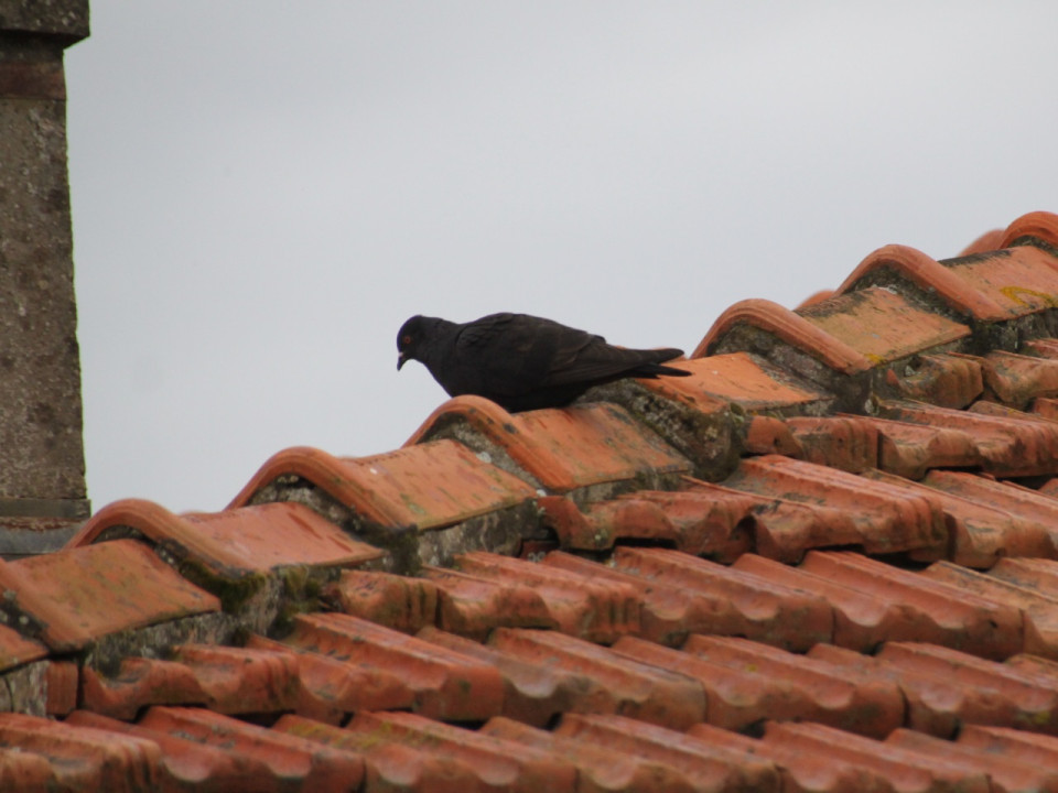 Lyon :  un chasseur de pigeons responsable des tirs contre un bâtiment de la police ?