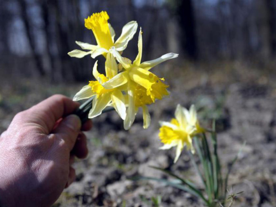 Saint-Priest : ils cueillent des fleurs et se font tirer dessus au fusil de chasse !