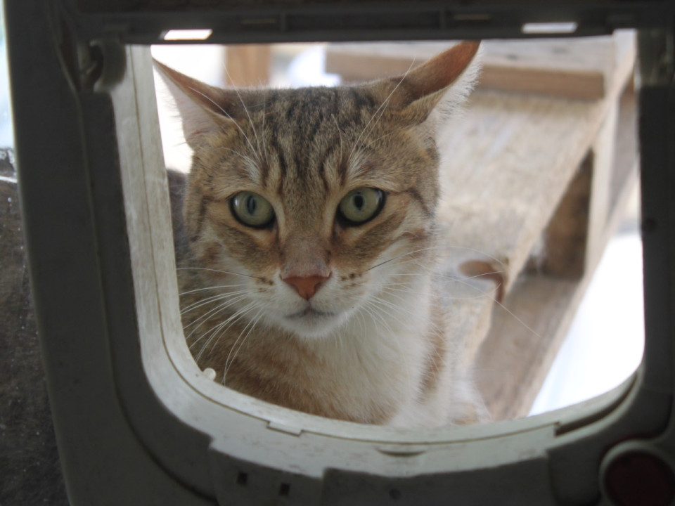 Bron : un rappel &agrave; la loi pour le chasseur qui a tu&eacute; un chaton