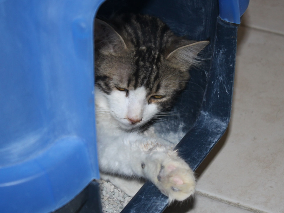 Lyon : première transplantation rénale de France sur un chat