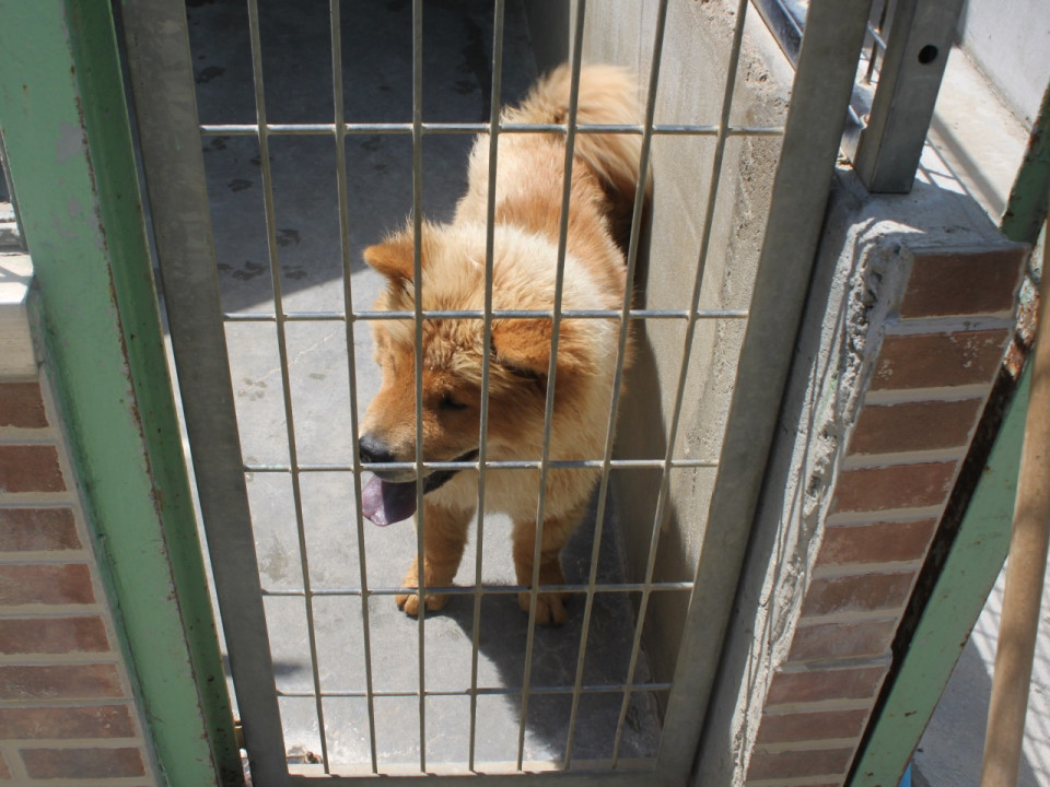 Adoptions d’animaux stoppées : 36 personnalités dont deux Lyonnais écrivent à Emmanuel Macron