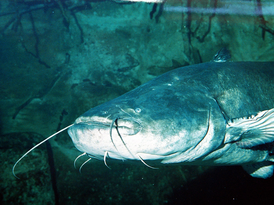 Rh&ocirc;ne : pr&egrave;s de 2000 poissons retrouv&eacute;s morts apr&egrave;s une pollution de l'&eacute;tang