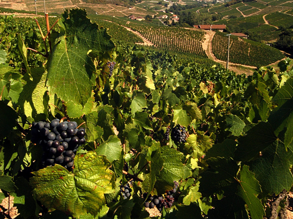 Avec le Plan Beaujolais, le Département et la Région au chevet des vignobles