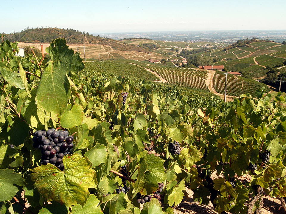 Le Ban des vendanges, c’est ce samedi dans le Beaujolais !