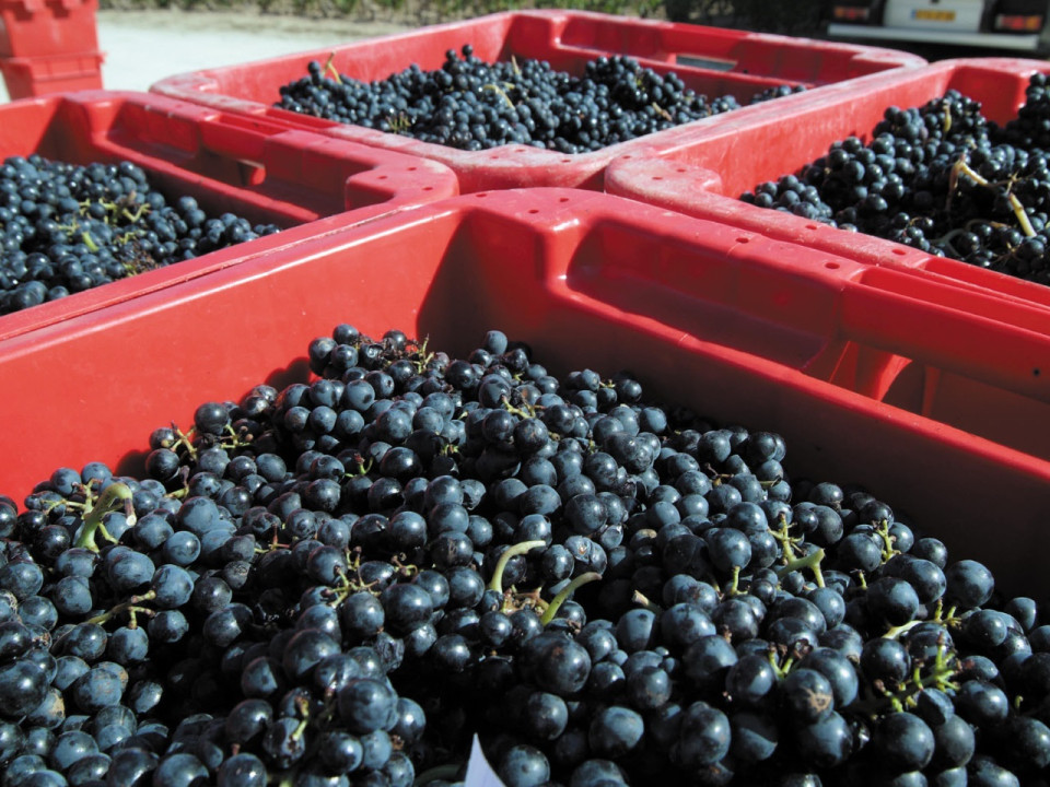 Avec le Printemps des Beaujolais, Lyon va retrouver la beaujonomie !