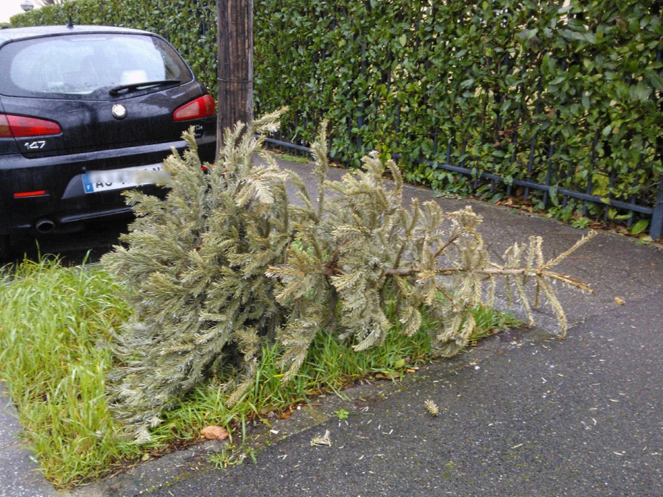 Les adolescents mettent le feu à des sapins : quatre véhicules s'embrasent