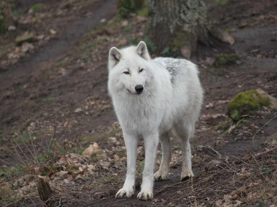 Parc de Courzieu : "L’hiver, c’est là que les loups sont les plus beaux"