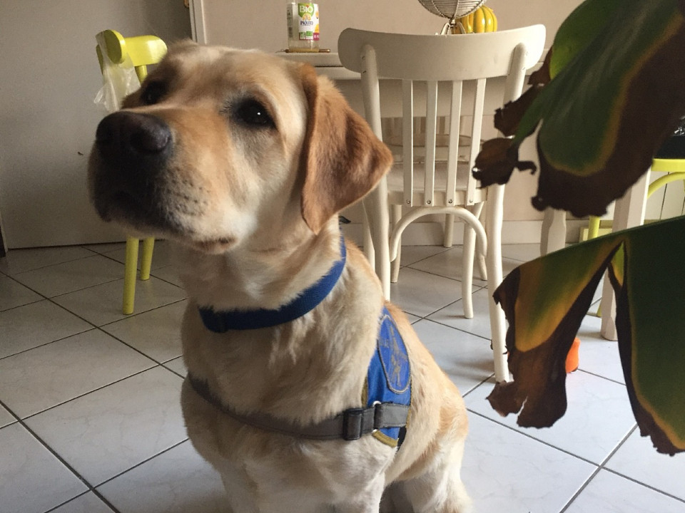 Lyon : le prêtre refuse de laisser entrer le chien d’une non-voyante au repas de Noël des plus démunis