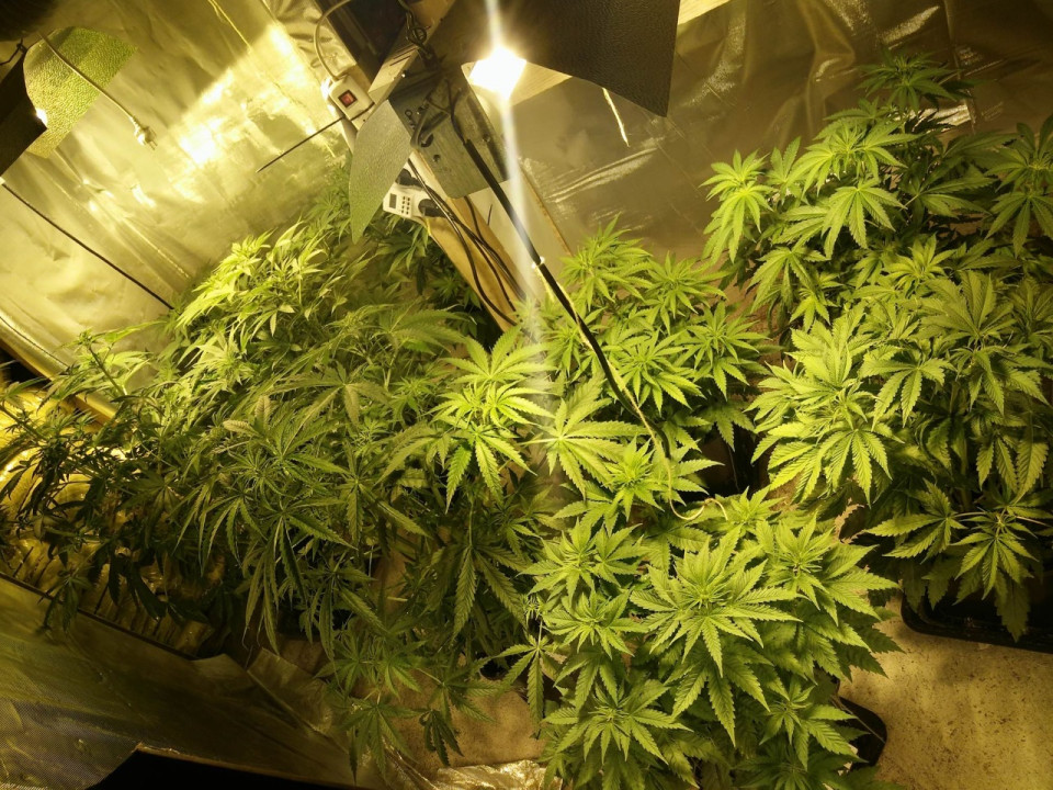 Givors : les policiers d&eacute;couvrent une plantation de cannabis, des explosifs et des armes