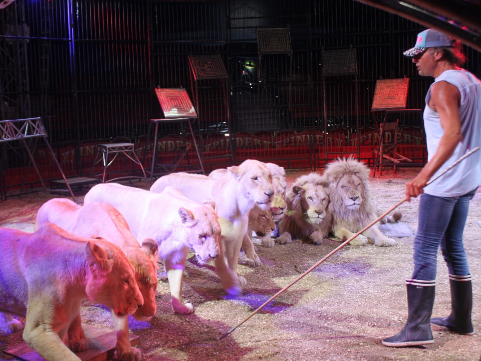 Les cirques avec animaux vont-ils être interdits à Lyon ?