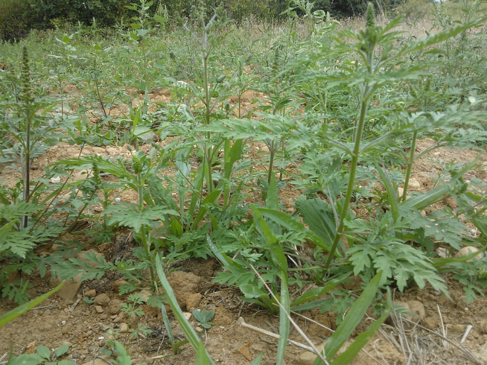 La M&eacute;tropole de Lyon en guerre contre l'ambroisie