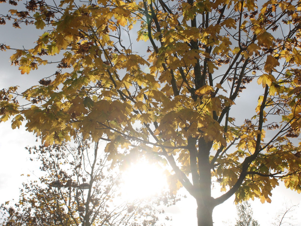 Un nouveau point de collecte de déchets verts à Vaulx-en-Velin