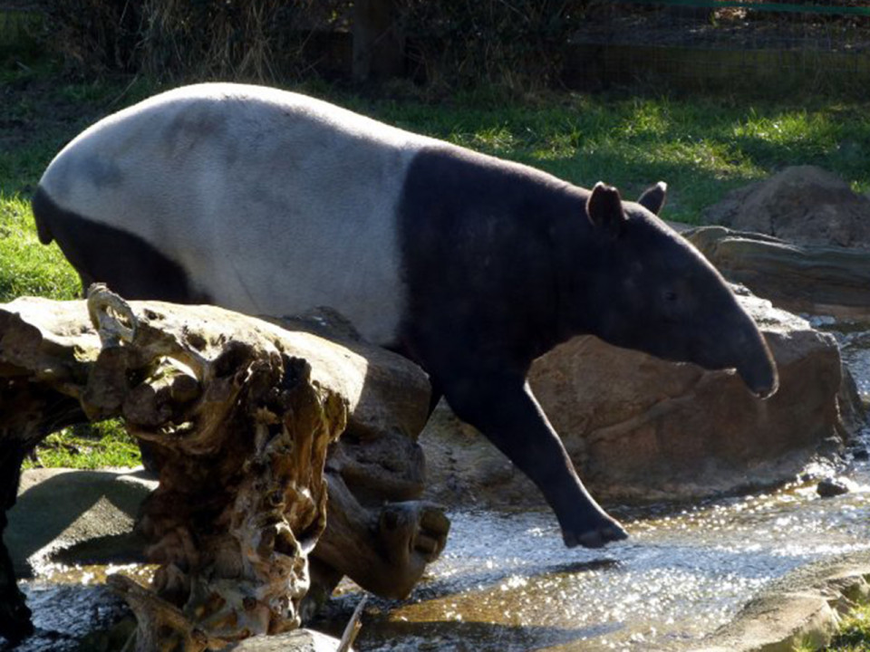 Parc de la Tête d’Or : la forêt d’Asie inaugurée en 2020 ?