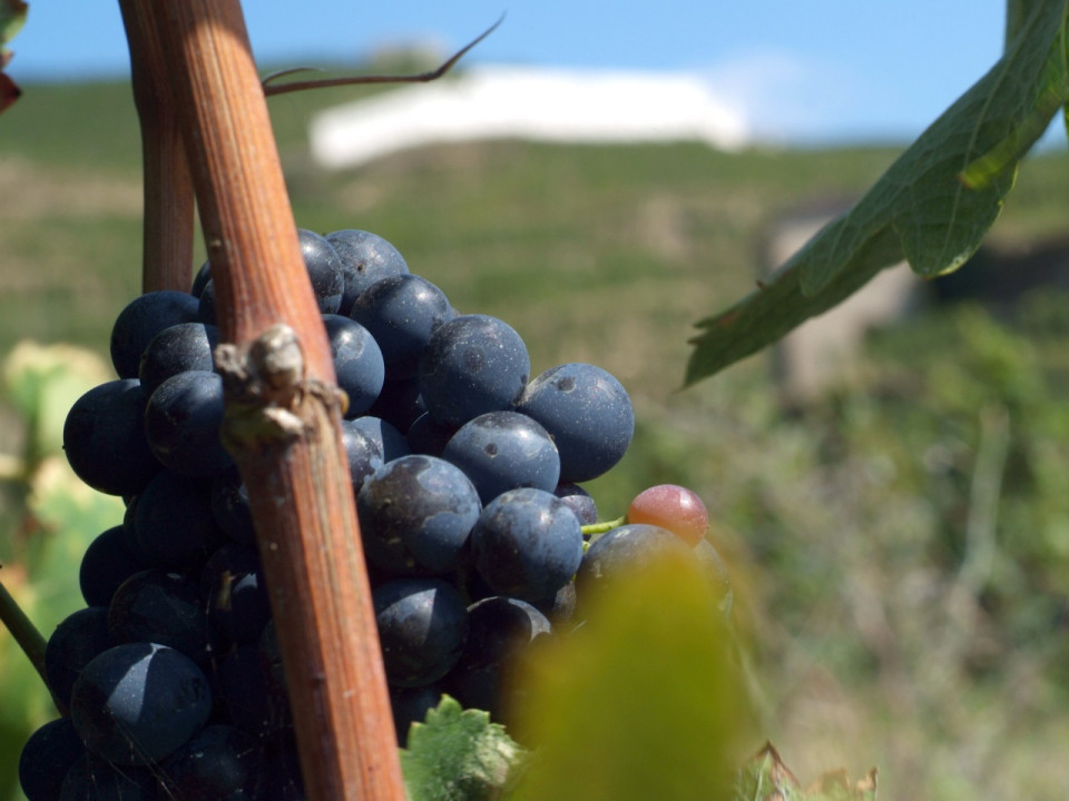 Armé et désespéré, le vigneron du Beaujolais sème la panique chez les gendarmes