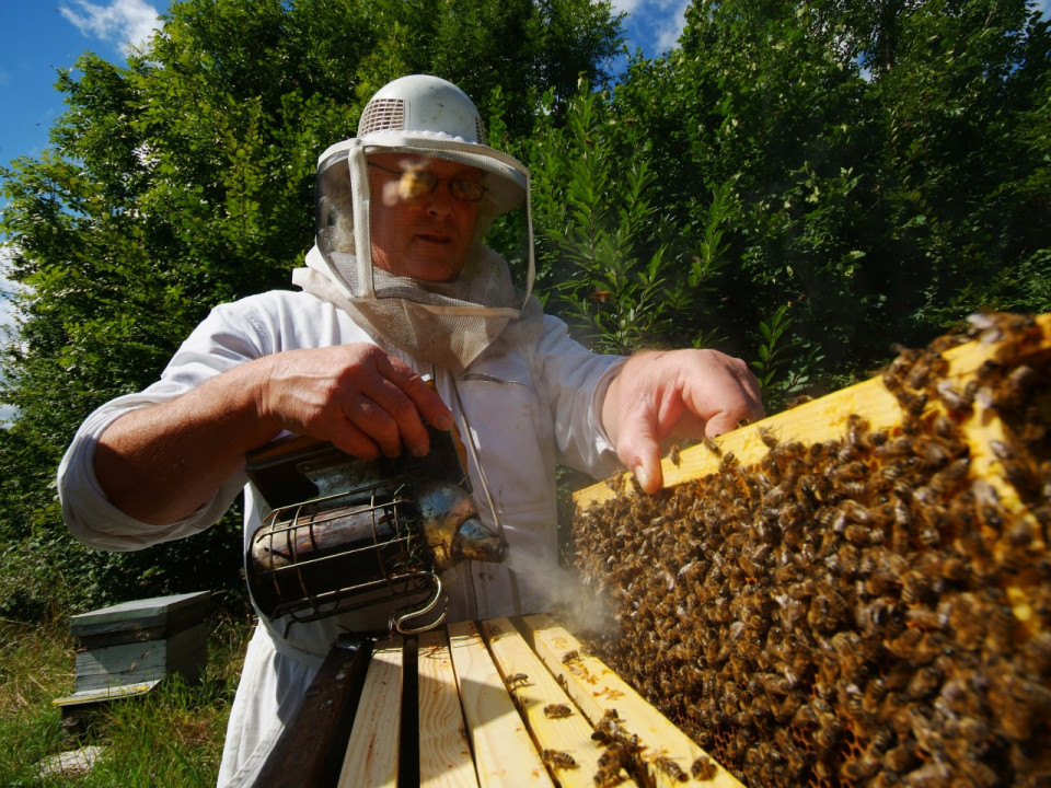 Les apiculteurs appellent à la mobilisation ce jeudi à Lyon pour lutter contre la mort des abeilles
