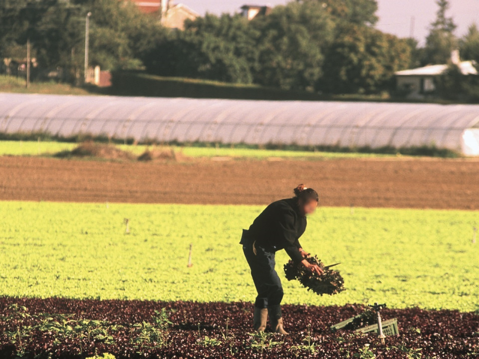Des agriculteurs du Rhône interpellés, un réseau de travailleurs polonais démantelé