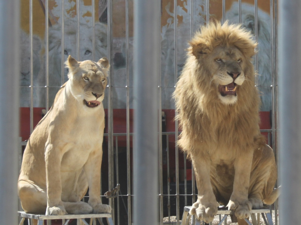 Les gens du cirque en conflit avec la commune de l'Arbresle