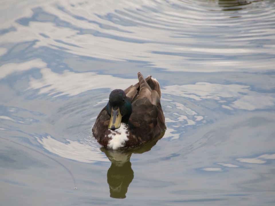 Filmé en train d’essayer de voler les canards d’une ville près de Lyon