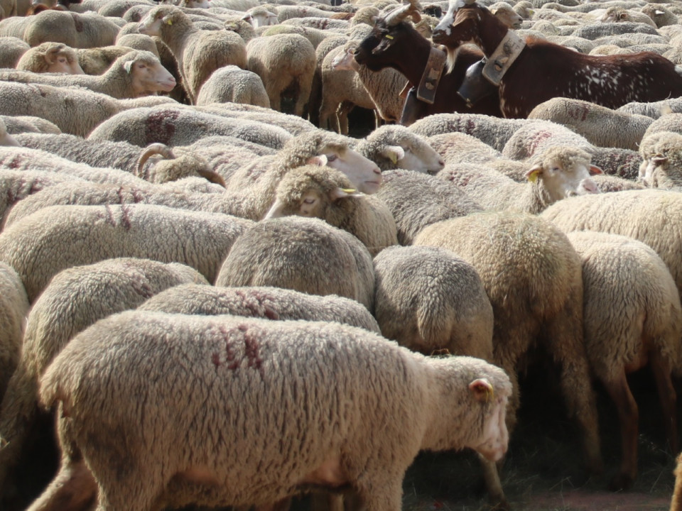 Bron : des moutons tués par un chien
