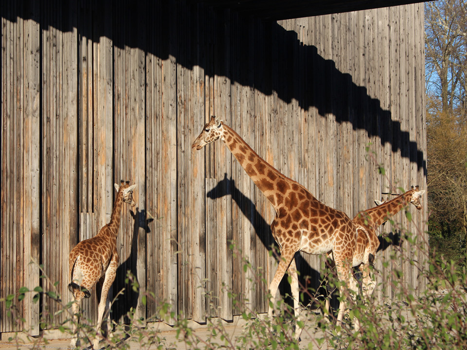 Zoo de Lyon : la Gauche Unie marque sa différence avec les écologistes - VIDEO