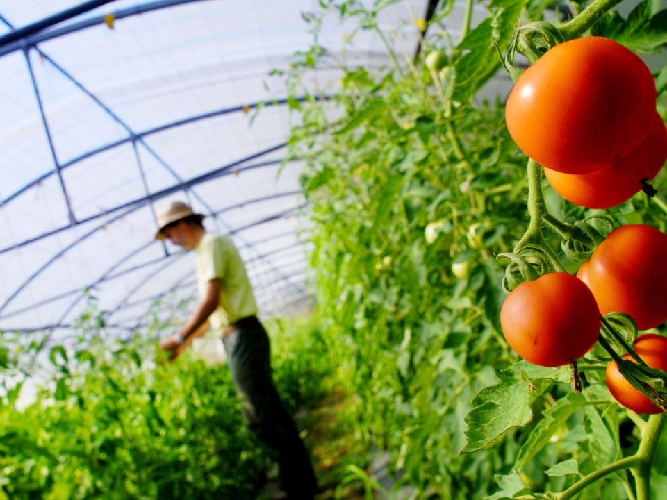 S’approvisionner en produits locaux : la Métropole de Lyon lance sa plateforme