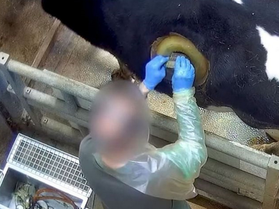 Vaches à hublot : l'association lyonnaise "L214" montre l'horreur