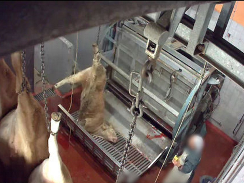 Images insoutenables : l'association L214 à nouveau infiltrée dans deux abattoirs