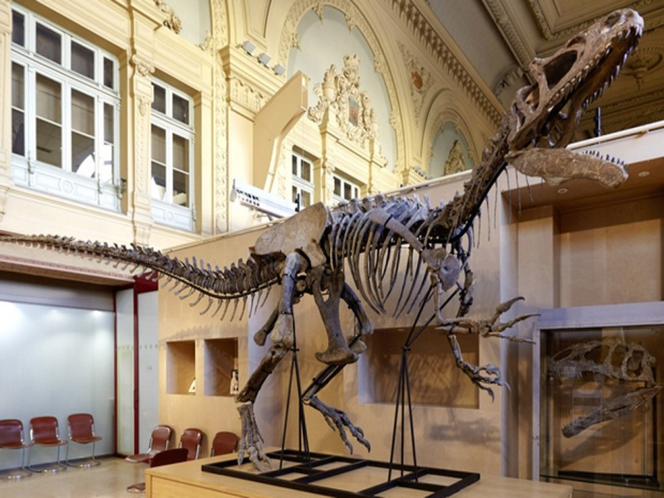 A vendre ce samedi à Lyon : squelette quasi complet d’Allosaurus !