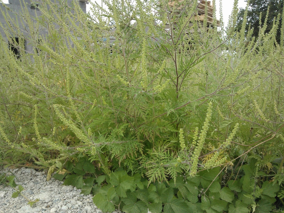 Pollens d’ambroisie : Lyon toujours en alerte maximale