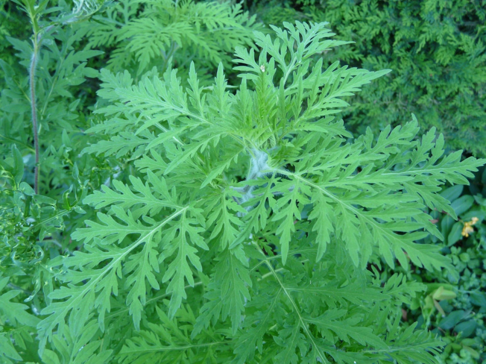 Le Grand Lyon prévient de nouveau contre le risque d’allergie à l’ambroisie
