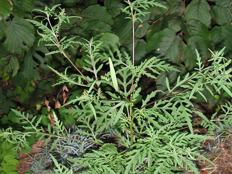 L'ambroisie fait son retour dans le Rhône