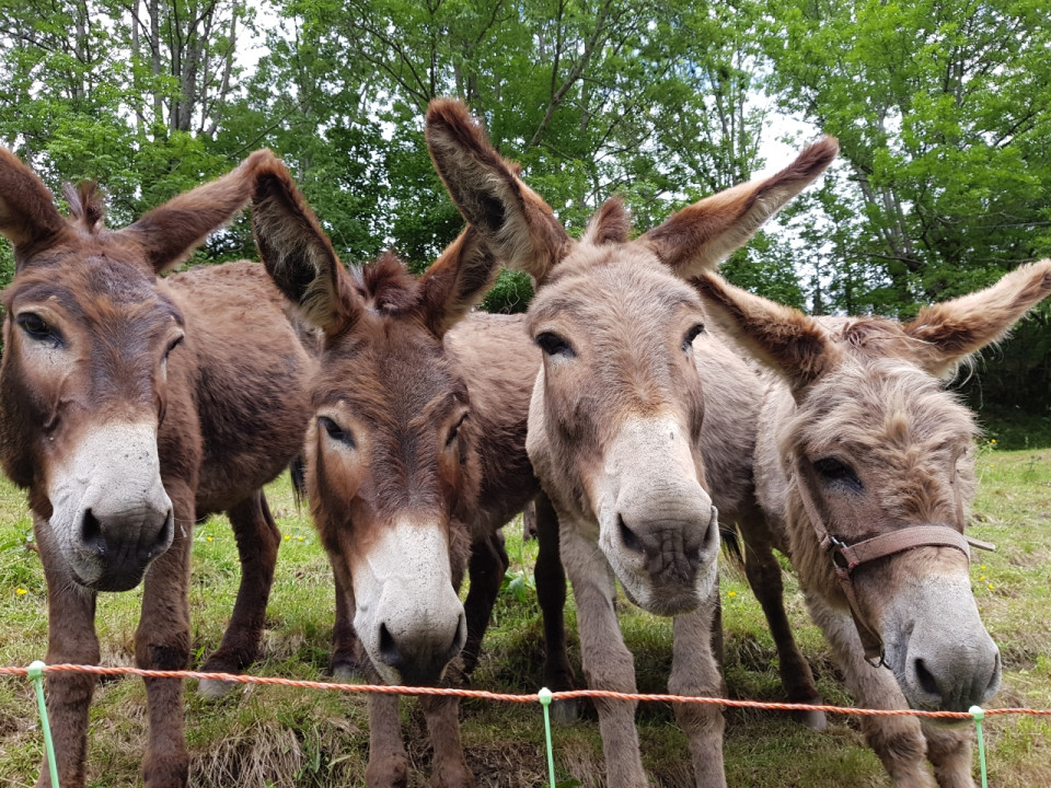 Une ânesse mutilée dans le Beaujolais ?