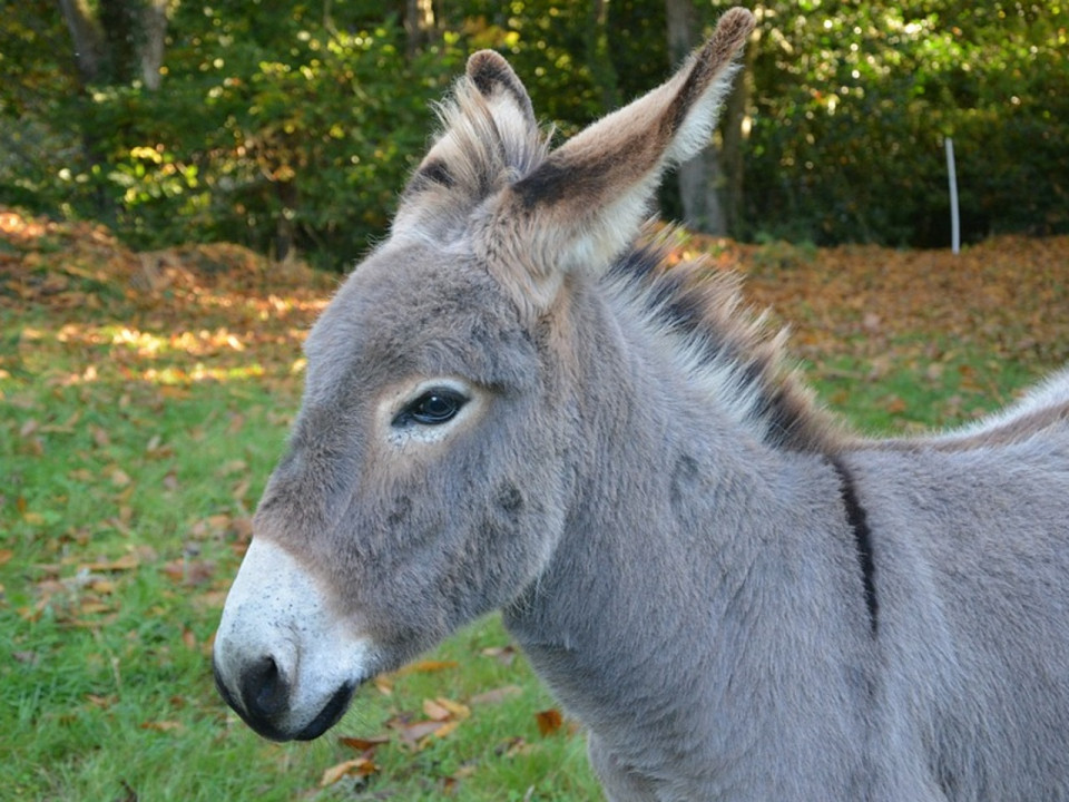 Beaujolais : ivre, il erre en ville avec son âne