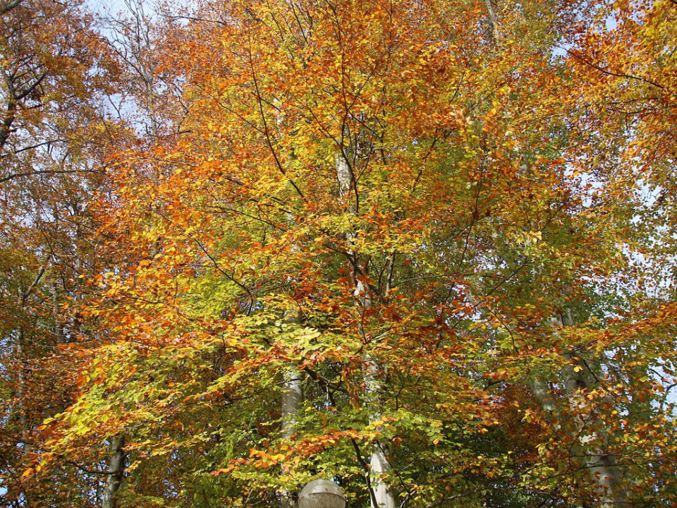 Lyon : à vos arbres citoyens !