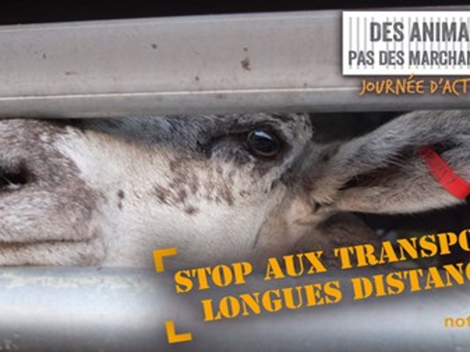 Une manifestation contre les transports d’animaux ce lundi à Lyon